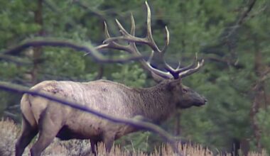 Montana restricts opening week of shed hunting to state residents