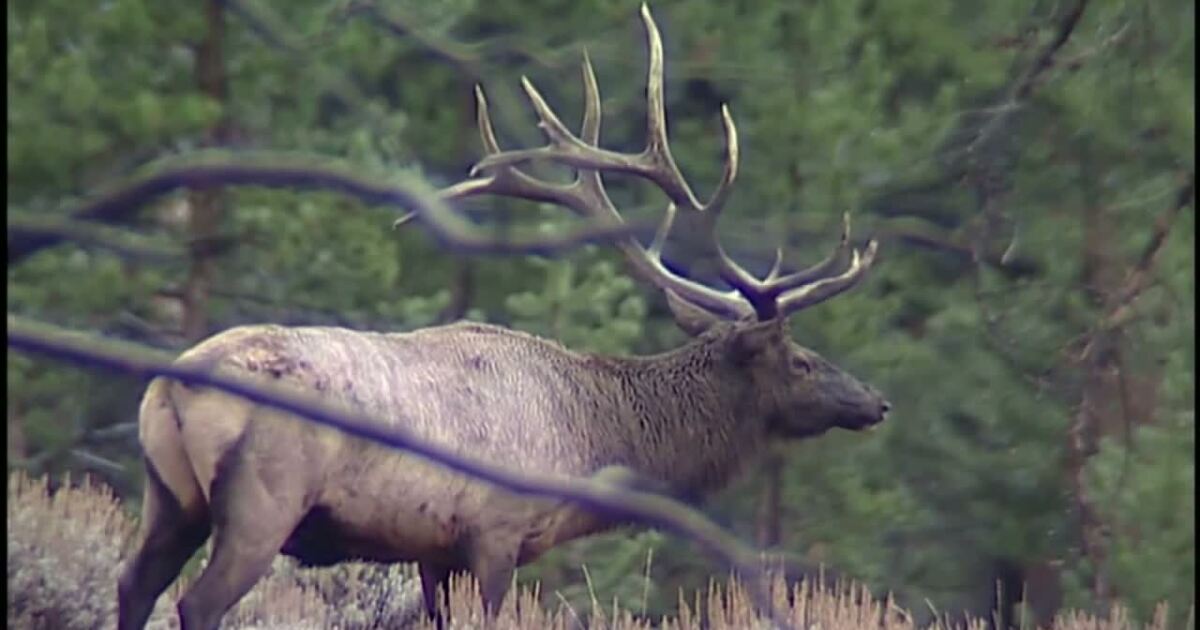 Montana restricts opening week of shed hunting to state residents