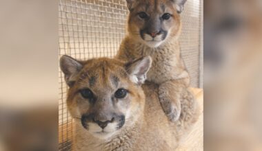 Rescued mountain lion cubs find new home in Tucson