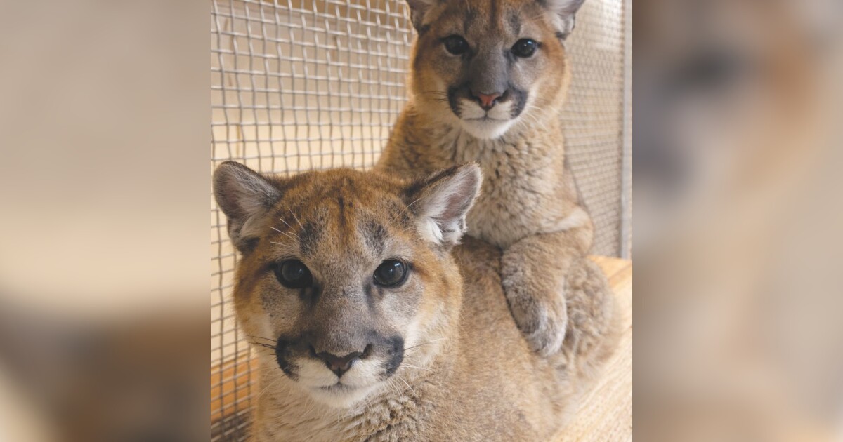 Rescued mountain lion cubs find new home in Tucson
