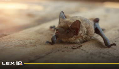 LFCHD confirms bat with rabies found in basement of Lexington home