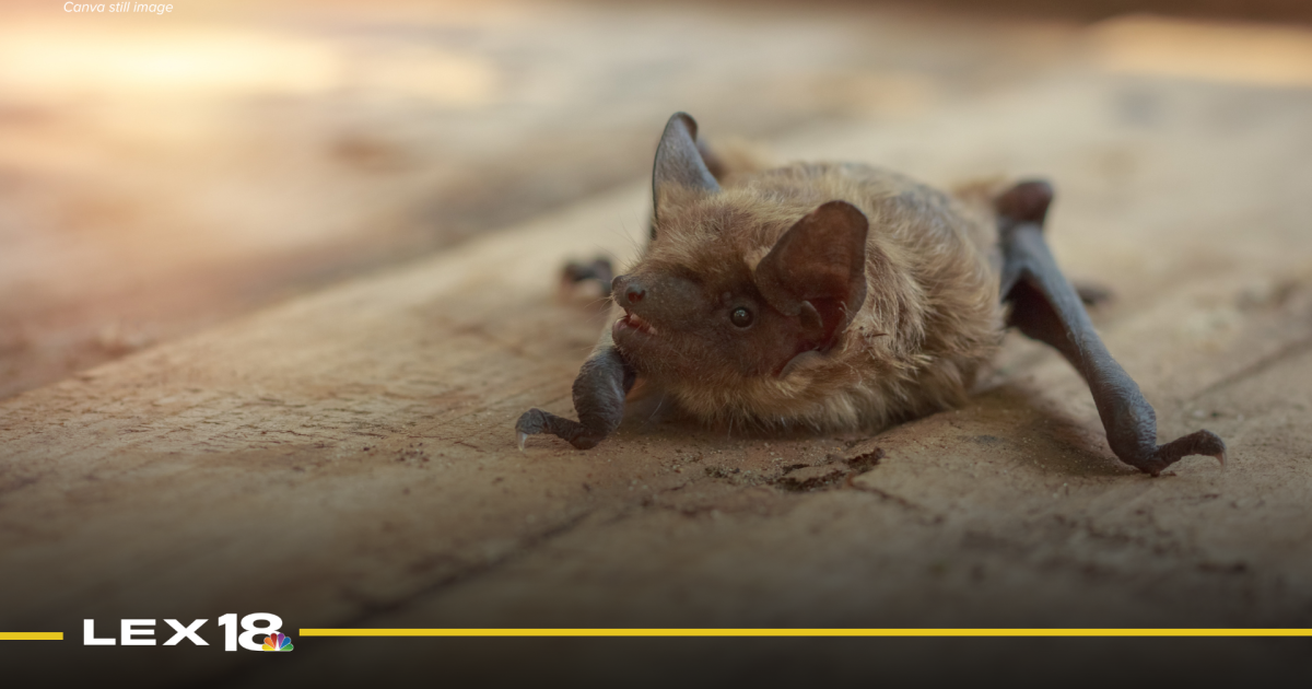 LFCHD confirms bat with rabies found in basement of Lexington home