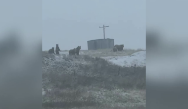 group of grizzly bears near Dupuyer