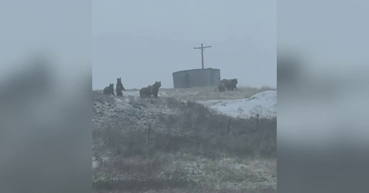 group of grizzly bears near Dupuyer