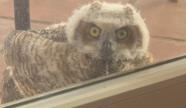 Padre Island family gets a special goodbye from their nesting patio owls