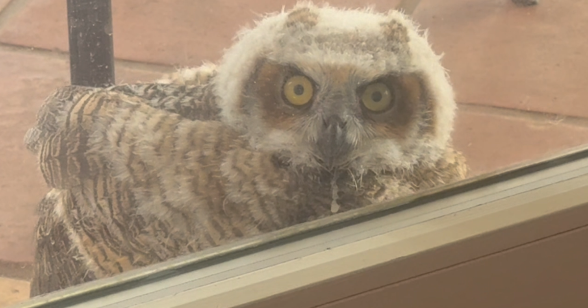 Padre Island family gets a special goodbye from their nesting patio owls