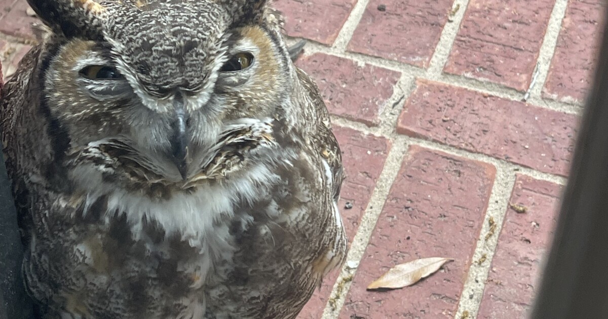 Injured owl found in Austin could have been Athena's mate