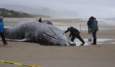 Gray whale washes ashore near Yachats