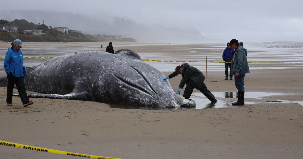 Gray whale washes ashore near Yachats