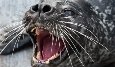 Harbor seals’ whiskers help them sense fish trails underwater : NPR