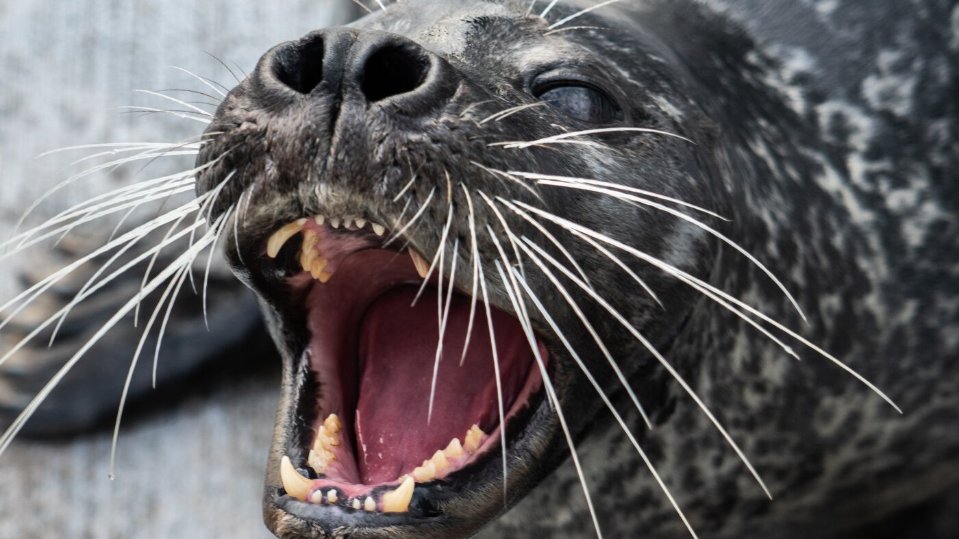Harbor seals’ whiskers help them sense fish trails underwater : NPR