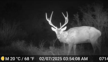 Are there wild elk lurking in South Austin?