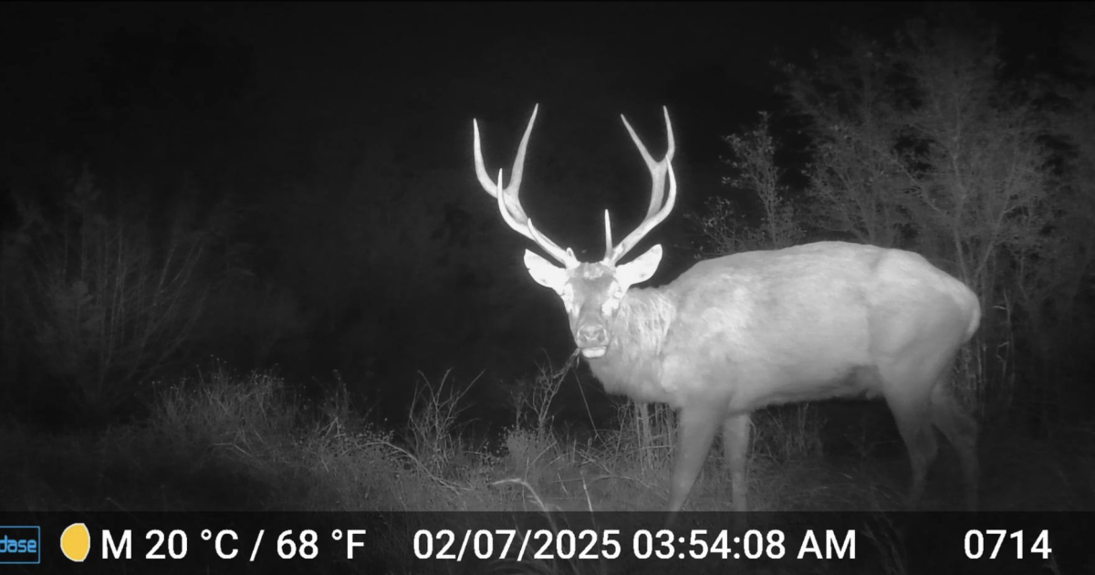 Are there wild elk lurking in South Austin?
