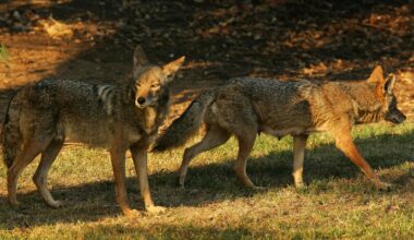 The LA fires may be leading to more coyote sightings this year