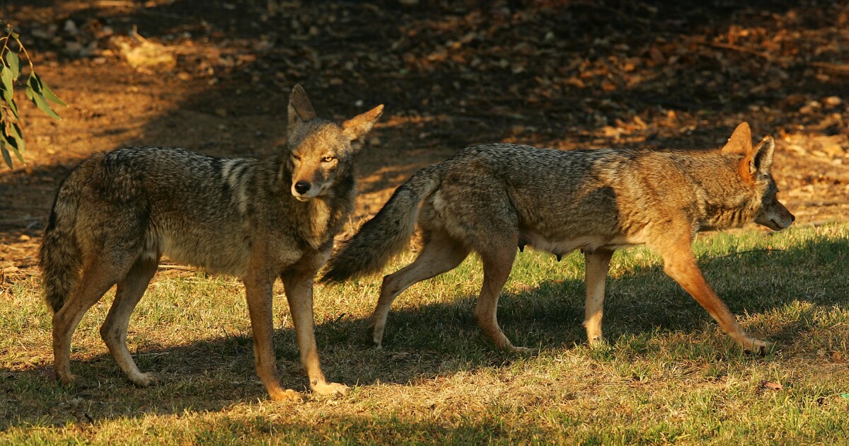 The LA fires may be leading to more coyote sightings this year