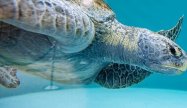 Aquarium of the Pacific needs help with an enormous rescued sea turtle