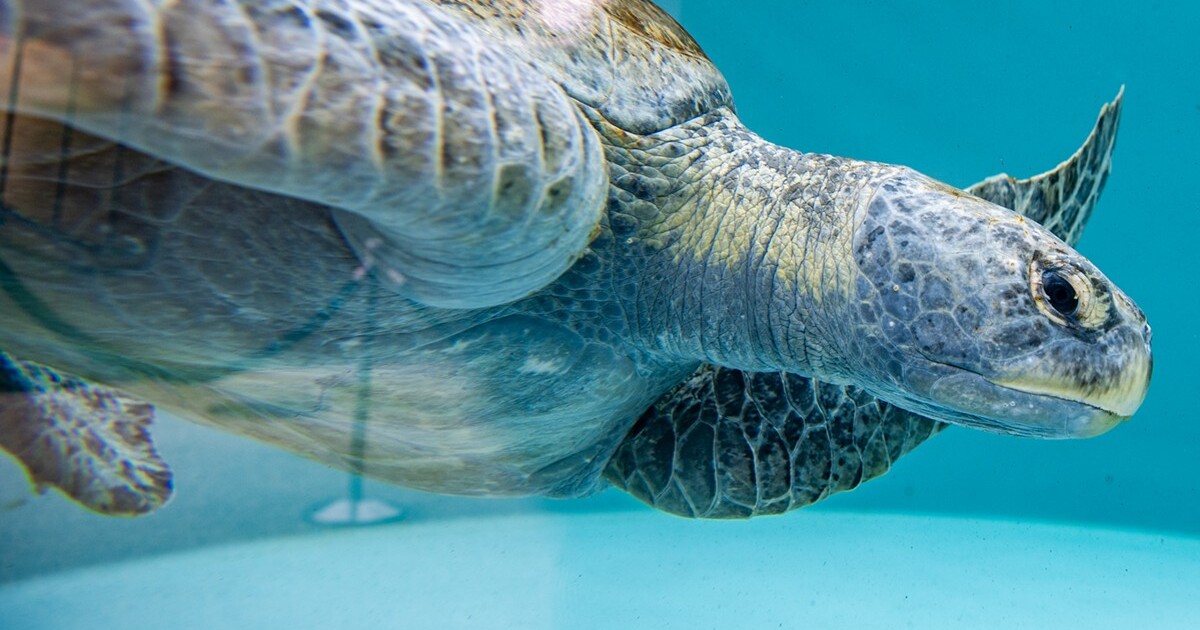 Aquarium of the Pacific needs help with an enormous rescued sea turtle
