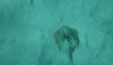 Stingray season