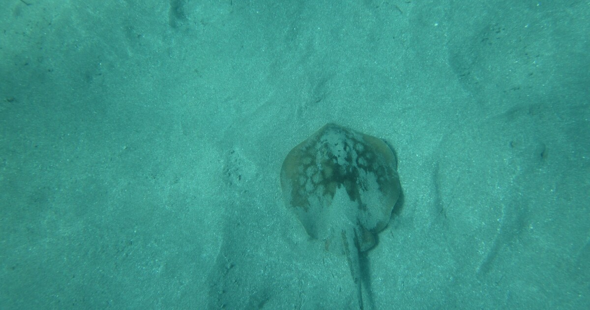 Stingray season