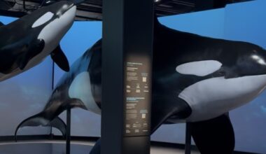 We take a look inside the new orca exhibition at the Natural History Museum