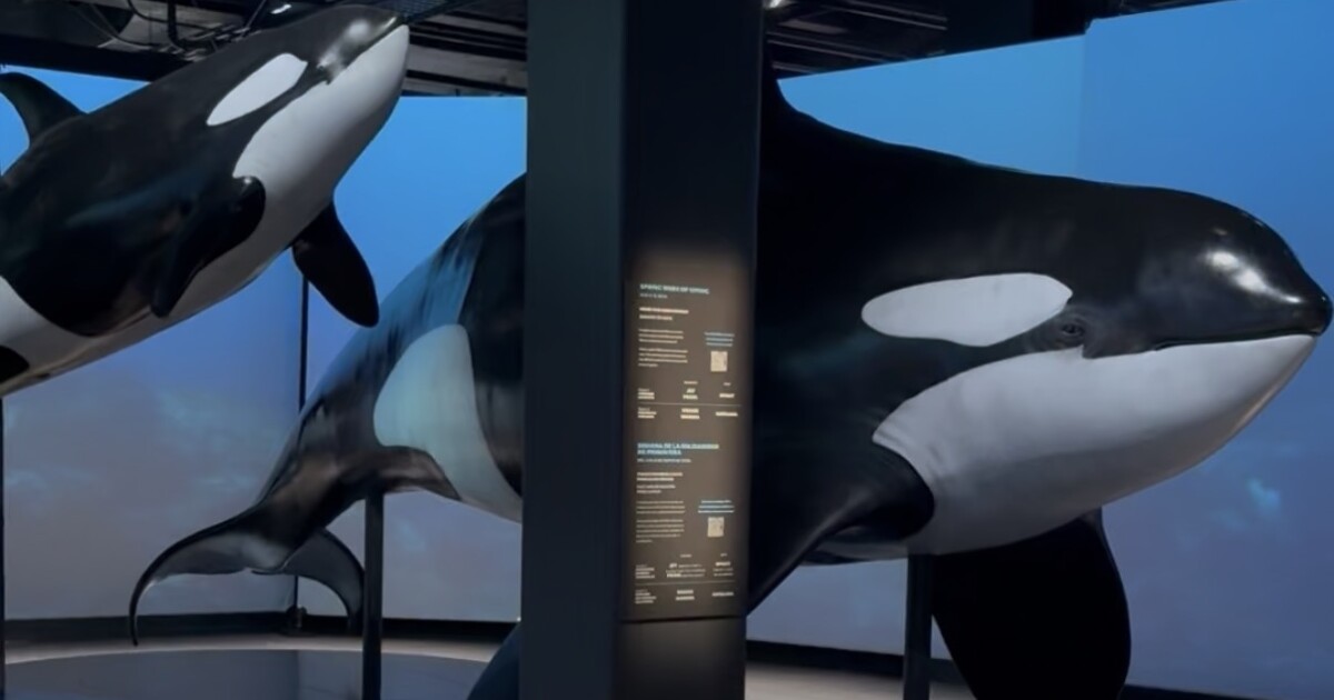 We take a look inside the new orca exhibition at the Natural History Museum