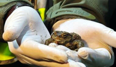 Toads and frogs survive a tricky road journey with Polish volunteers' help