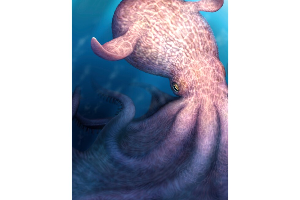 Kraken-like octopuses may have been top predators during the Cretaceous