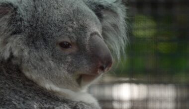 Florida zoo celebrates first koala birth and new habitat opening
