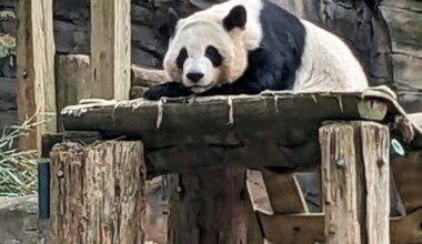 China is sending 2 giant pandas to Atlanta