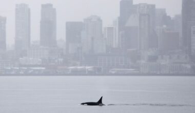 Killer whales not previously seen in Seattle delight whale watchers