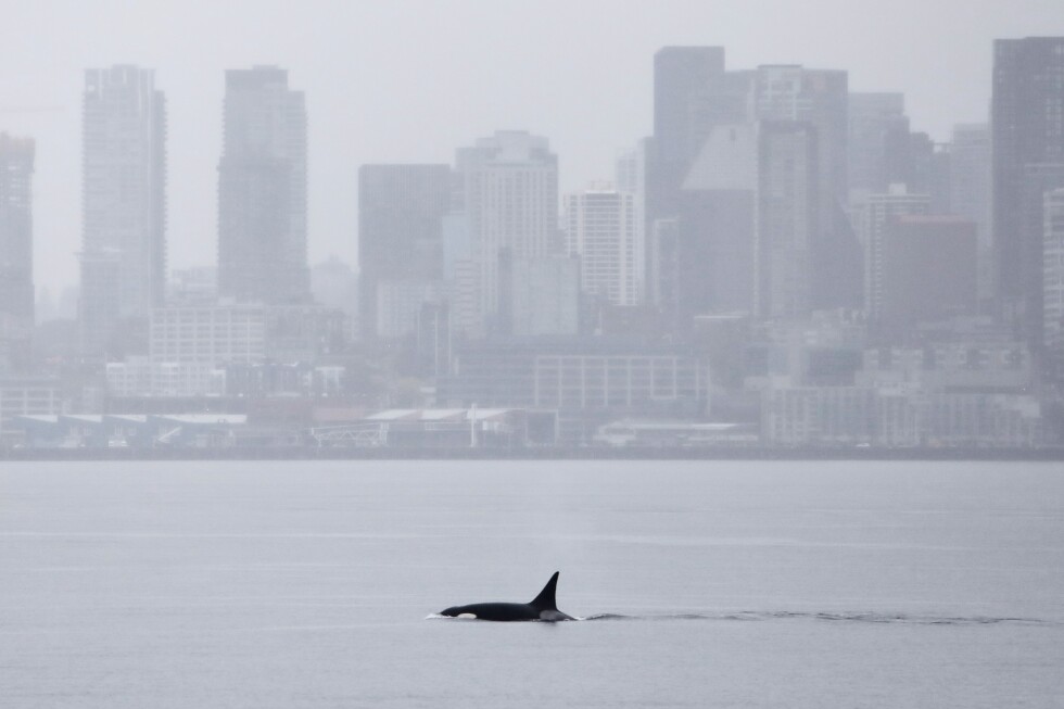 Killer whales not previously seen in Seattle delight whale watchers