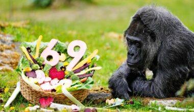 The world's oldest gorilla in captivity is celebrating her 69th birthday