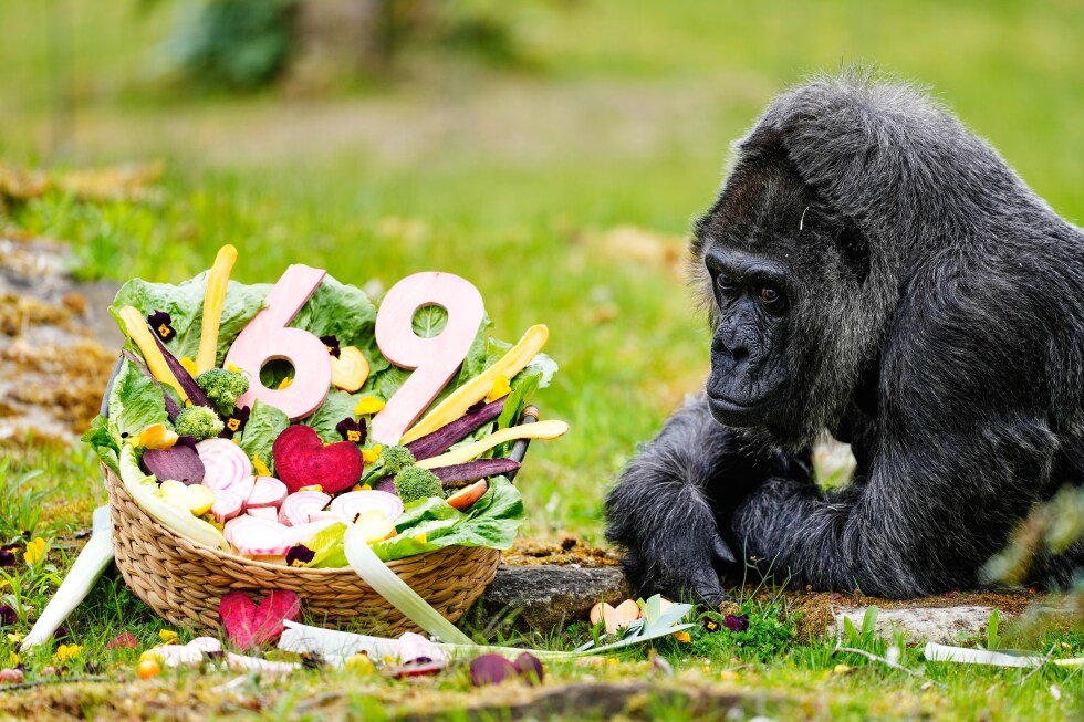 The world's oldest gorilla in captivity is celebrating her 69th birthday