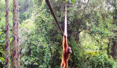 Sumatra orangutan shown crossing canopy bridge for first time, conservationists say
