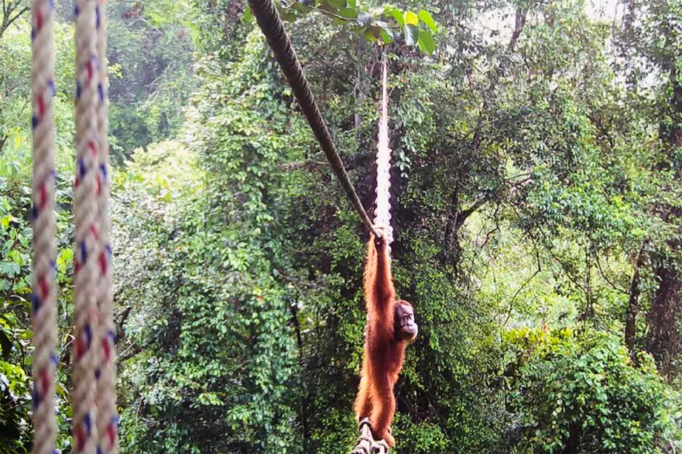 Sumatra orangutan shown crossing canopy bridge for first time, conservationists say