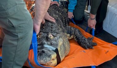 Man ends his fight to reclaim alligator seized in 2024