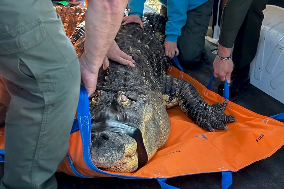 Man ends his fight to reclaim alligator seized in 2024