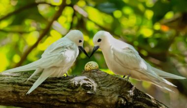 How a seabird native to Hawaii has thrived in urban Honolulu