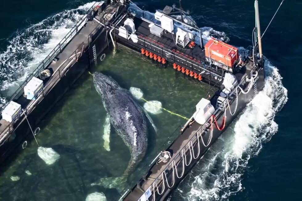 A barge carrying Timmy the humpback whale begins journey to the North Sea