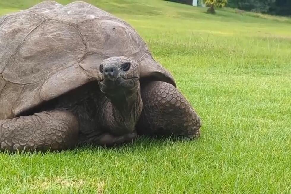 World's oldest living land animal, a tortoise, is still alive
