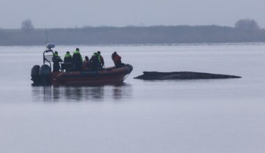Rescuers give up hope for the whale stranded in the Baltic