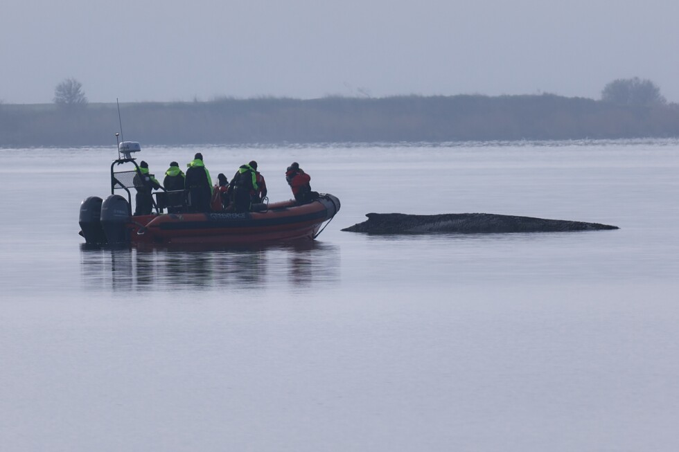 Rescuers give up hope for the whale stranded in the Baltic