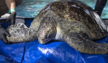 Sea turtle Meatloaf fights to keep flipper at Aquarium of the Pacific