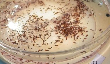 Typhus from fleas hits record level in L.A.: Here are the hot spots