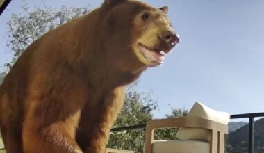 California could launch a wildlife coexistence program amid anger over mama bear's death