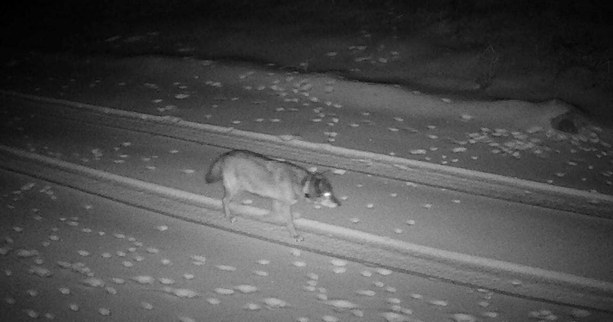 L.A.'s history-making wolf lands in Eastern Sierra, seeks forever home