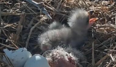 Big Bear bald eagles Jackie and Shadow welcome two eaglets on Easter weekend