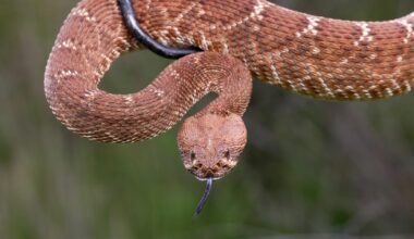 A third Californian, bitten three times, dies from snakebite