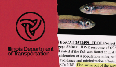 Illinois state agencies at odds over endangered species protections