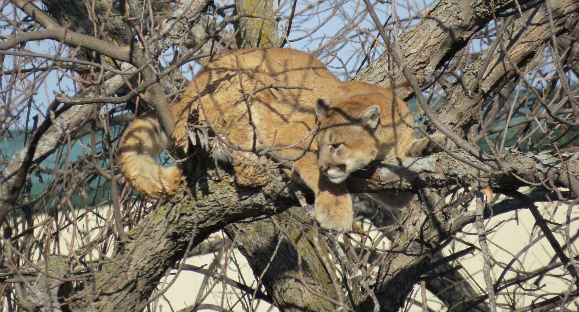 A look back at some wildlife sightings within F-M city limits - InForum